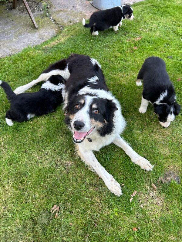 Border Collie puppies for sale in Welshpool/Y Trallwng, Powys – 11 months old - Image 15 of 15