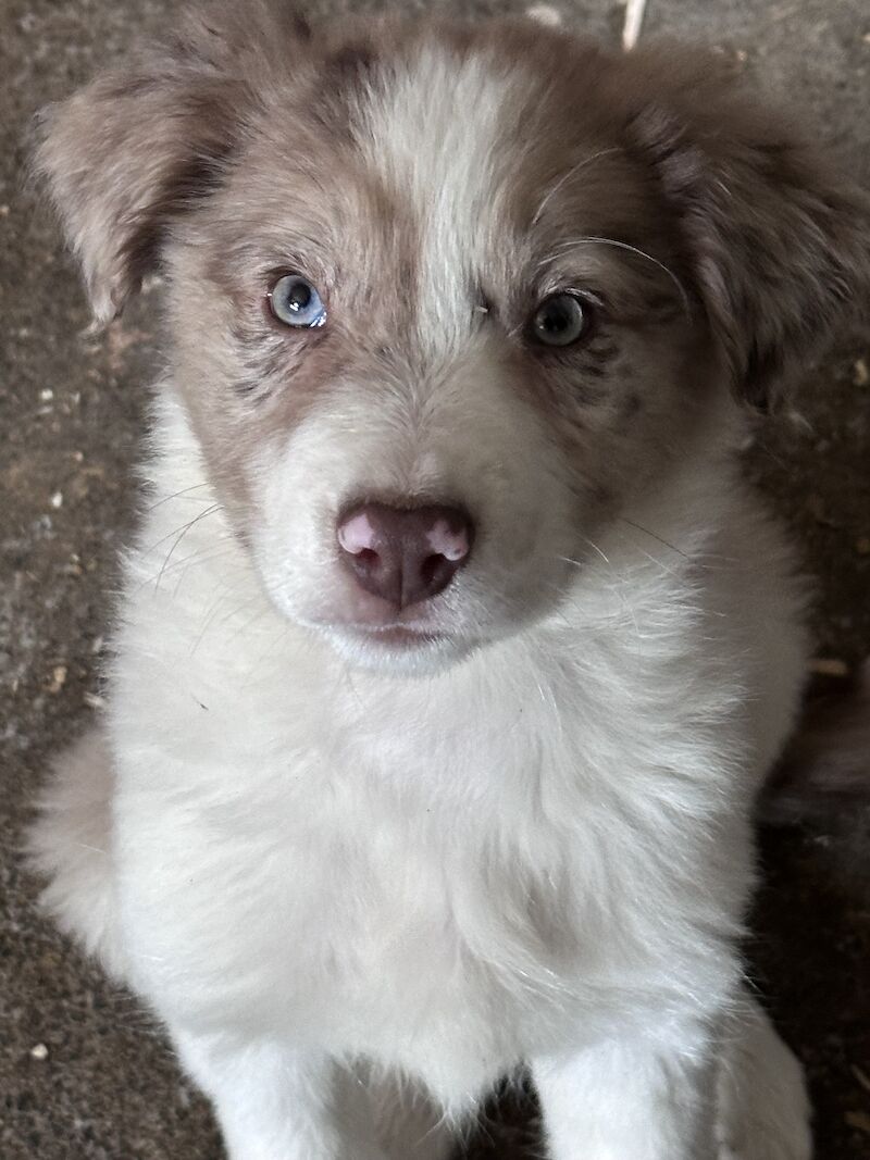 Fully Vaccinated Red Merle Border collie Bitch pups for sale in Carmarthenshire