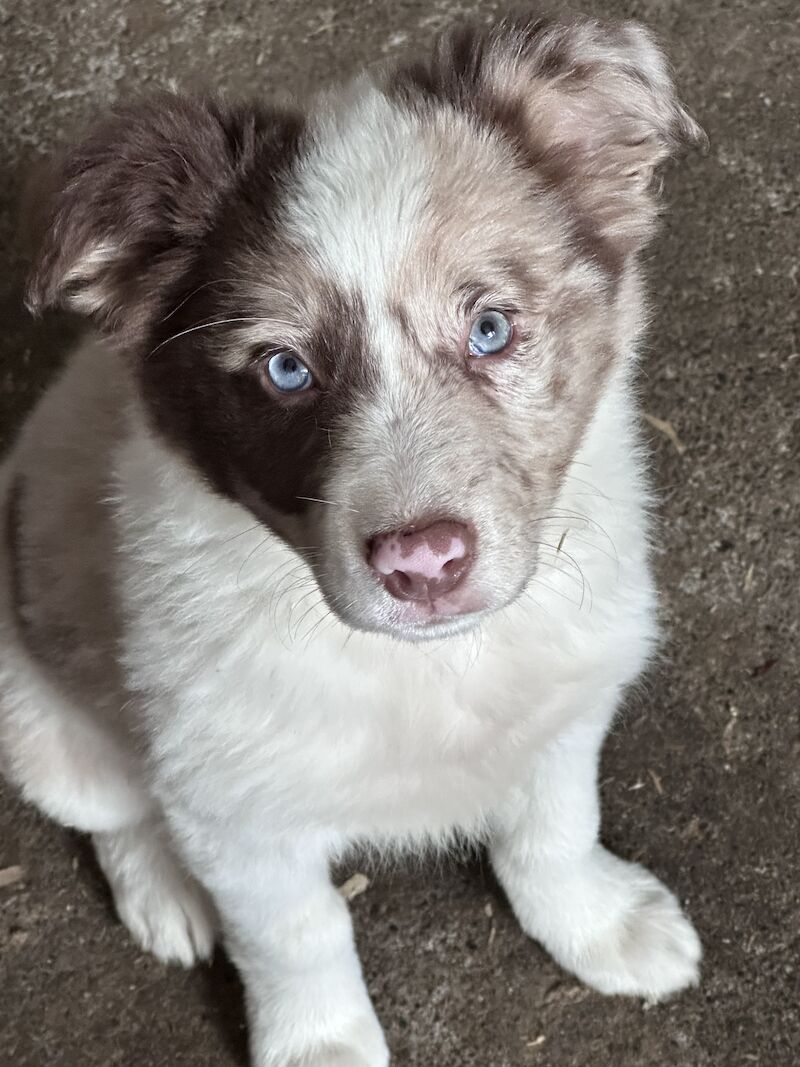 Fully Vaccinated Red Merle Border collie Bitch pups for sale in Carmarthenshire - Image 2