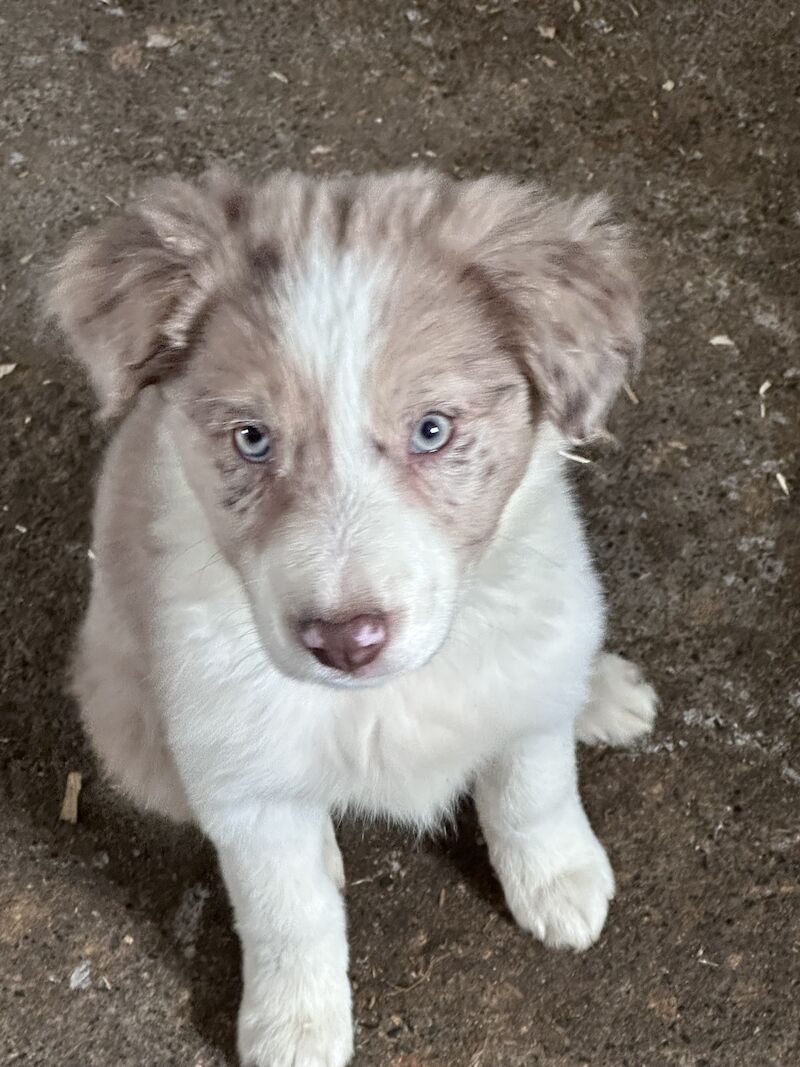 Fully Vaccinated Red Merle Border collie Bitch pups for sale in Carmarthenshire - Image 3
