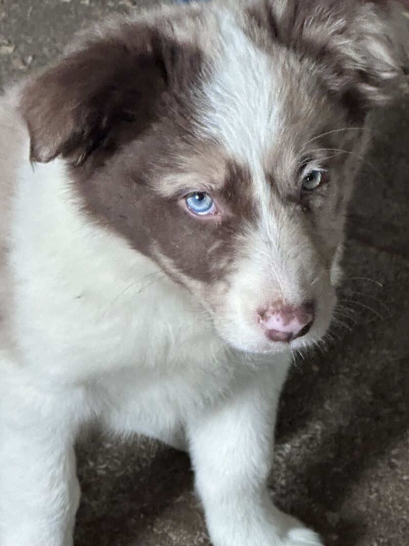 Fully Vaccinated Red Merle Border collie Bitch pups for sale in Carmarthenshire - Image 4