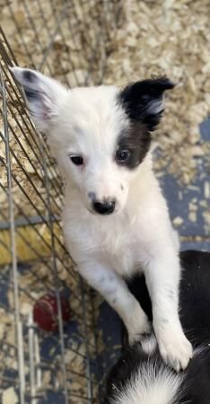 Gorgeous and playful puppies for sale in Abergele, Conwy - Image 4