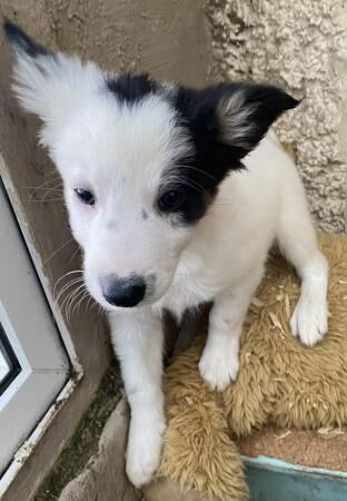 Gorgeous and playful puppies for sale in Abergele, Conwy - Image 5