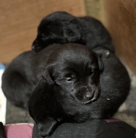 Gorgeous Borador puppies (Labrador x Border collie ) for sale in Stone, Staffordshire - Image 1