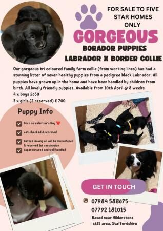 Gorgeous Borador puppies (Labrador x Border collie ) for sale in Stone, Staffordshire - Image 2