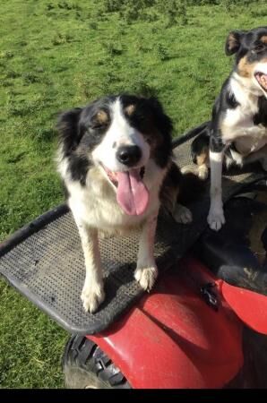 Gorgeous Border Collie for sale in Ripon, North Yorkshire