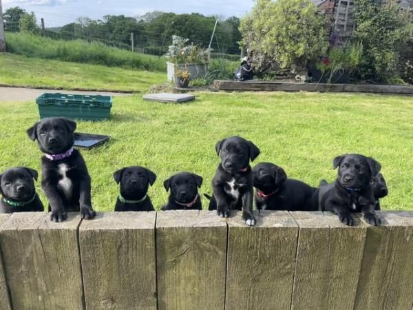 Gorgeous Labrador X Collie Puppies for sale in St Asaph/Llanelwy, Denbighshire