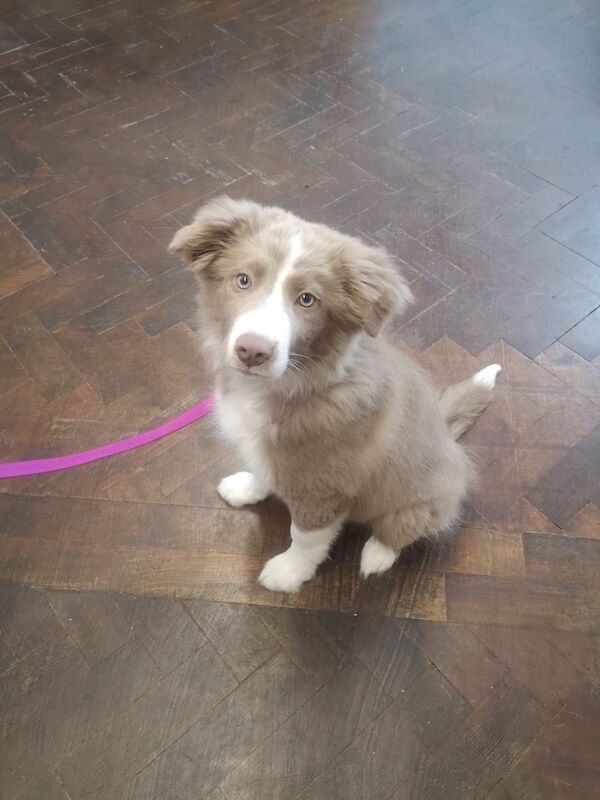 Gorgeous Lilac and White Dog for sale in Whitby, North Yorkshire