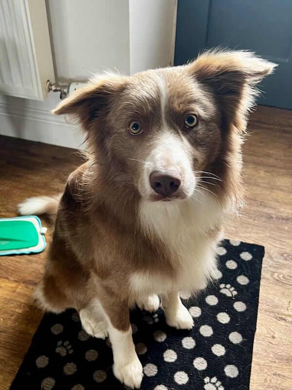 Gorgeous Lilac and White Dog for sale in Whitby, North Yorkshire | Image 2