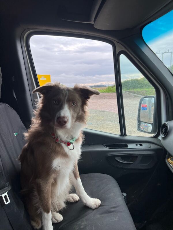 Gorgeous Lilac and White Dog for sale in Whitby, North Yorkshire | Image 3