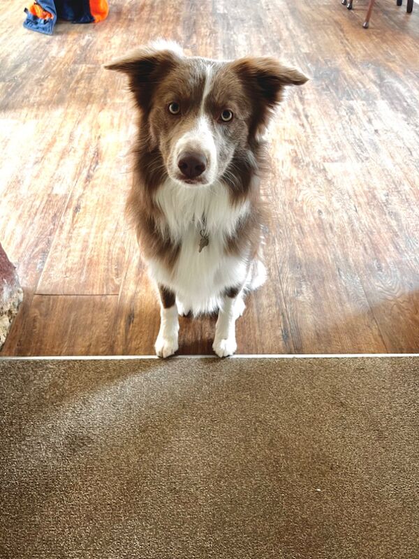 Gorgeous Lilac and White Dog for sale in Whitby, North Yorkshire | Image 4