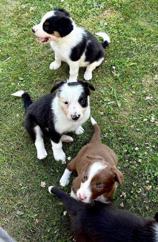 Border Collie puppies for sale in Tadcaster, North Yorkshire – 6 weeks old