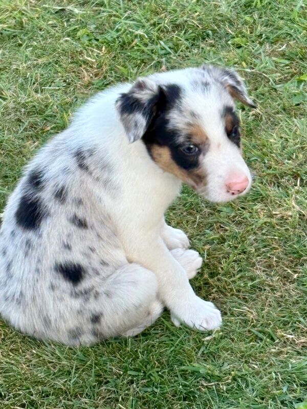 Border Collie puppies for sale in Tadcaster, North Yorkshire – 6 weeks old - Image 2 of 8