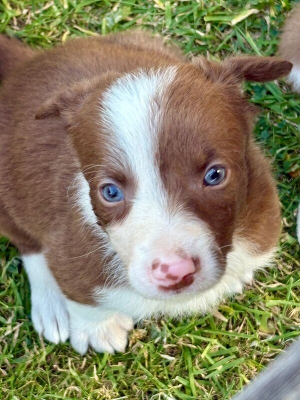 Border Collie puppies for sale in Tadcaster, North Yorkshire – 6 weeks old - Image 3 of 8