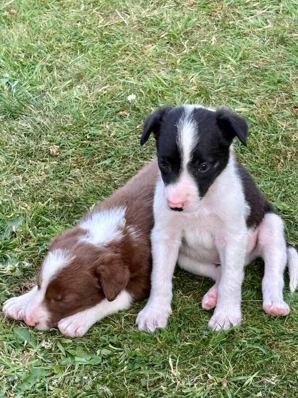 Border Collie puppies for sale in Tadcaster, North Yorkshire – 6 weeks old - Image 4 of 8