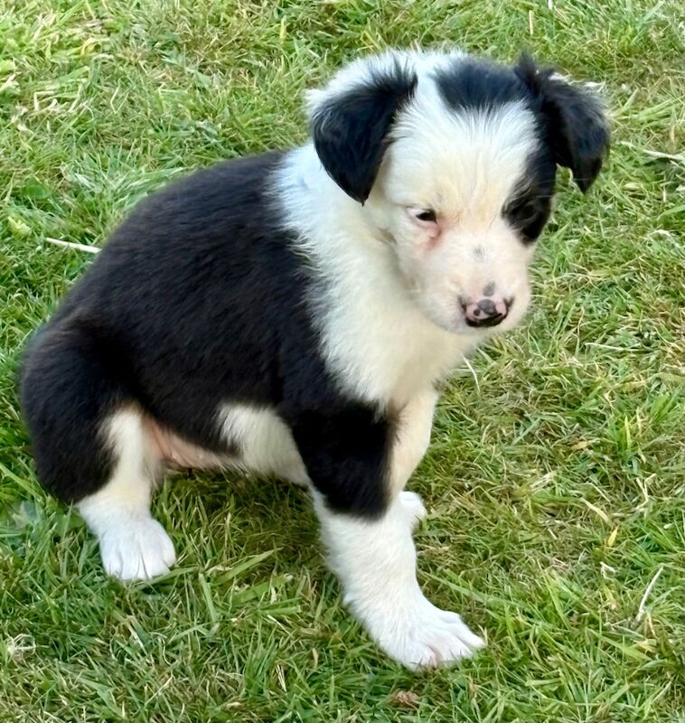 Border Collie puppies for sale in Tadcaster, North Yorkshire – 6 weeks old - Image 6 of 8