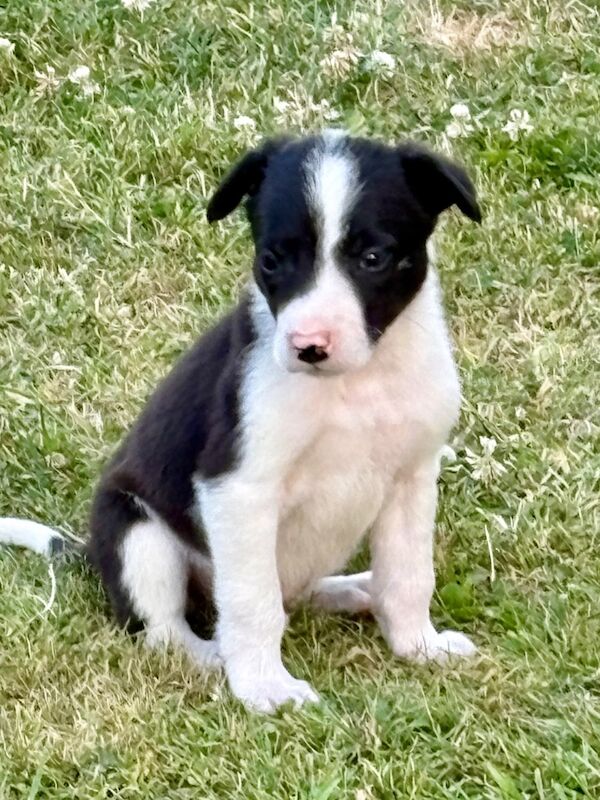Border Collie puppies for sale in Tadcaster, North Yorkshire – 6 weeks old - Image 7 of 8