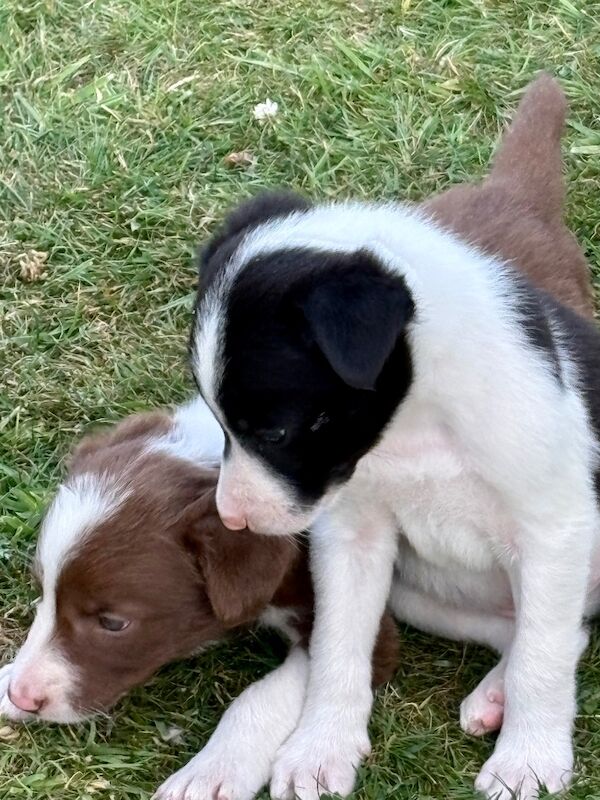 Border Collie puppies for sale in Tadcaster, North Yorkshire – 6 weeks old - Image 8 of 8