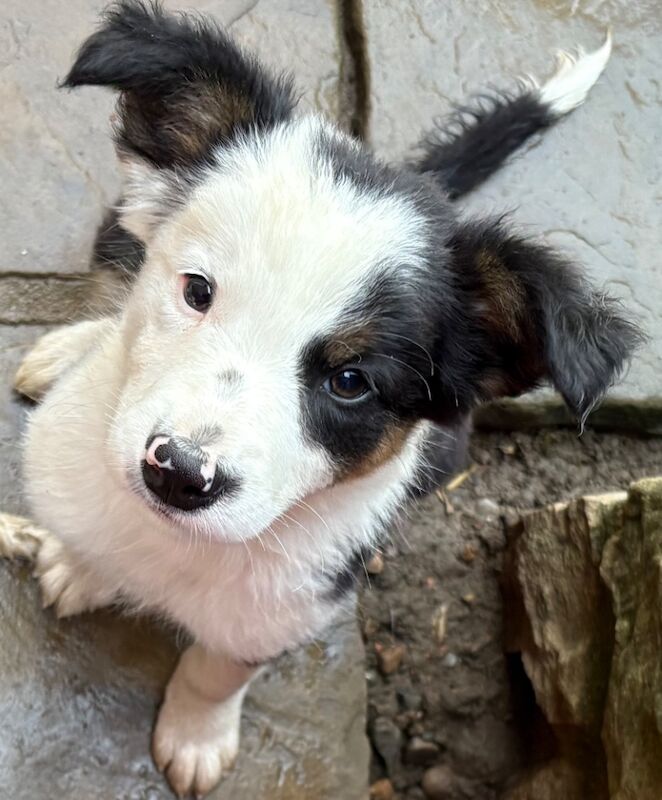 Border Collie puppies for sale in Tadcaster, North Yorkshire – 9 weeks old