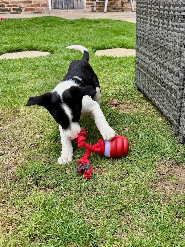 Border Collie puppies for sale in Tadcaster, North Yorkshire – 9 weeks old