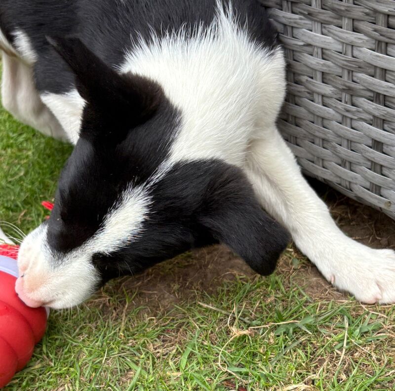 Border Collie puppies for sale in Tadcaster, North Yorkshire – 10 weeks old - Image 2 of 6