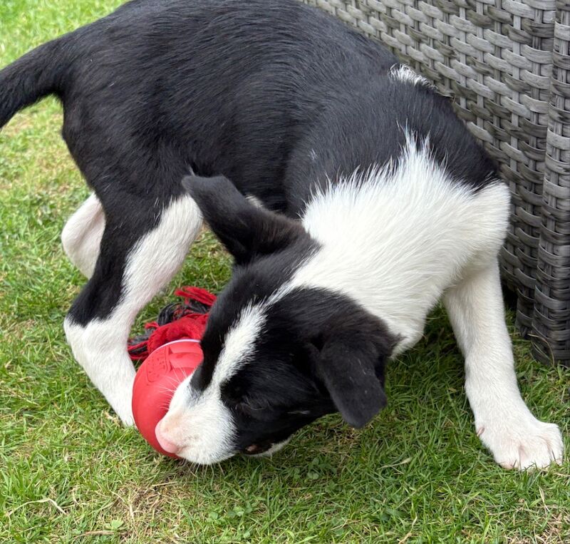 Border Collie puppies for sale in Tadcaster, North Yorkshire – 10 weeks old - Image 3 of 6