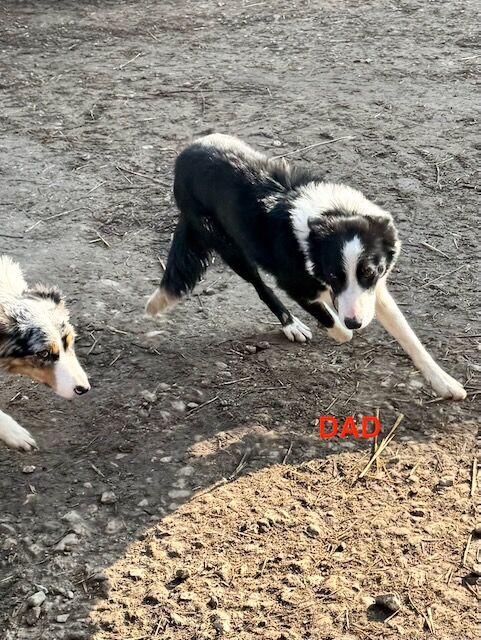 Border Collie puppies for sale in Tadcaster, North Yorkshire – 10 weeks old - Image 5 of 6
