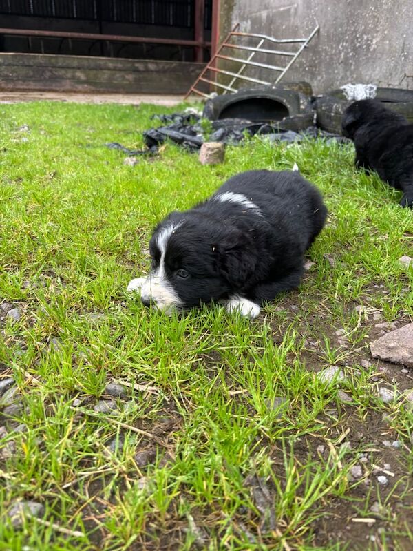 Border Collie puppies for sale in Dungannon, County Tyrone – 8 weeks old