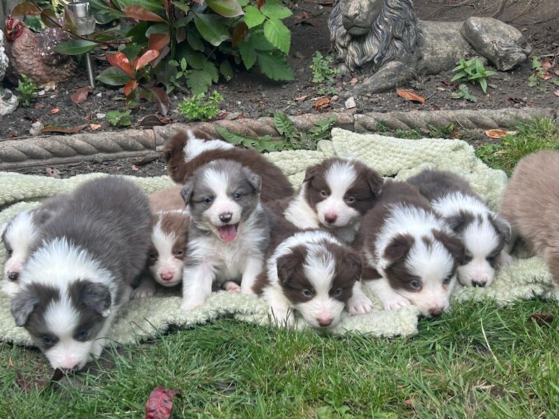 Health Tested KC Registered Stunning Border Collie Puppies