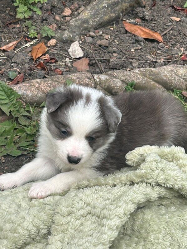 Health Tested KC Registered Stunning Border Collie Puppies - Image 2 of 8