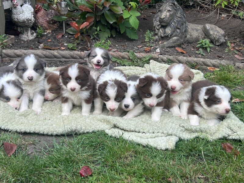 Health Tested KC Registered Stunning Border Collie Puppies - Image 3 of 8