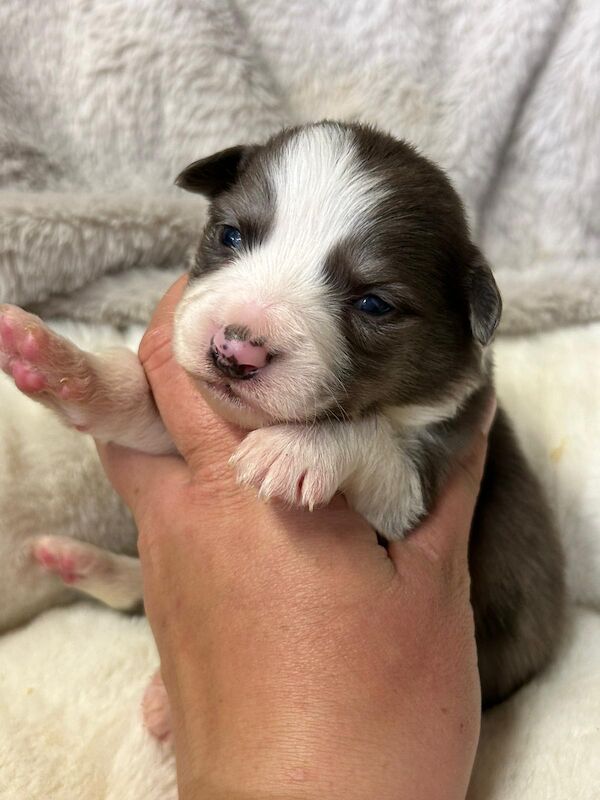 Health Tested KC Registered Stunning Border Collie Puppies - Image 4 of 8