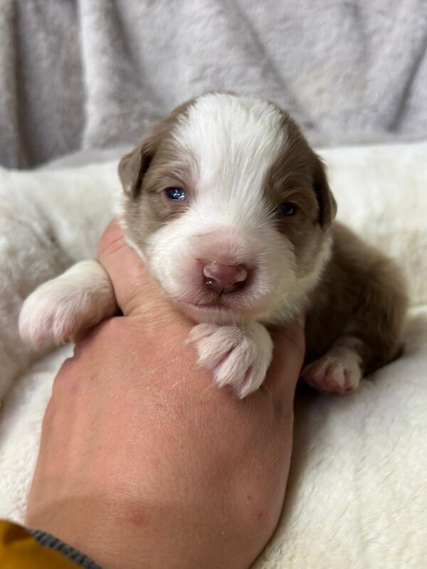 Health Tested KC Registered Stunning Border Collie Puppies - Image 5 of 8