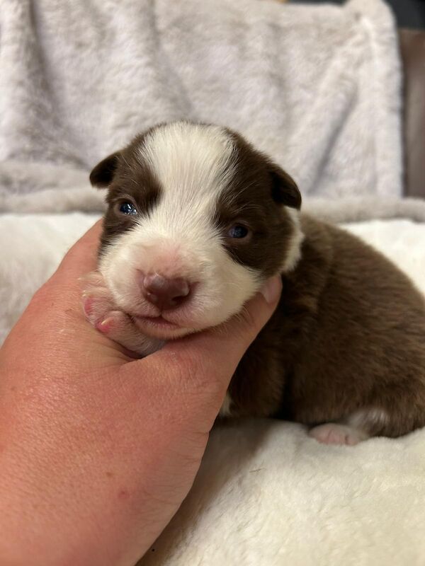 Health Tested KC Registered Stunning Border Collie Puppies - Image 6 of 8