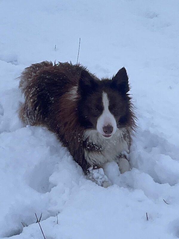 Health Tested KC Registered Stunning Border Collie Puppies - Image 7 of 8