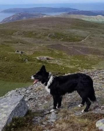 ISDS border collie pups1 x girl1 x dog for sale in Llanrwst, Conwy - Image 1