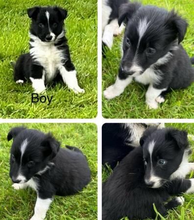 ISDS border collie pups1 x girl1 x dog for sale in Llanrwst, Conwy - Image 2