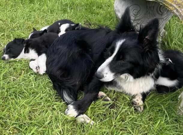ISDS border collie pups1 x girl1 x dog for sale in Llanrwst, Conwy - Image 3
