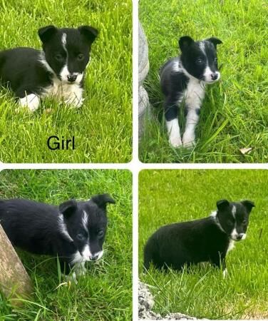 ISDS border collie pups1 x girl1 x dog for sale in Llanrwst, Conwy - Image 5