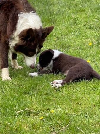 ISDS Reg Border Collie male puppies for sale in Hexham, Northumberland