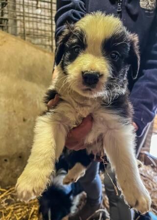 Kennel Club Registered Border Collie Puppies For Sale
