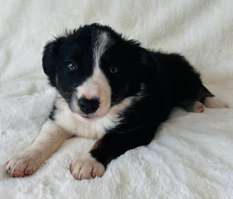 K C Registered beautiful Border Collie puppies for sale in Belper, Derbyshire