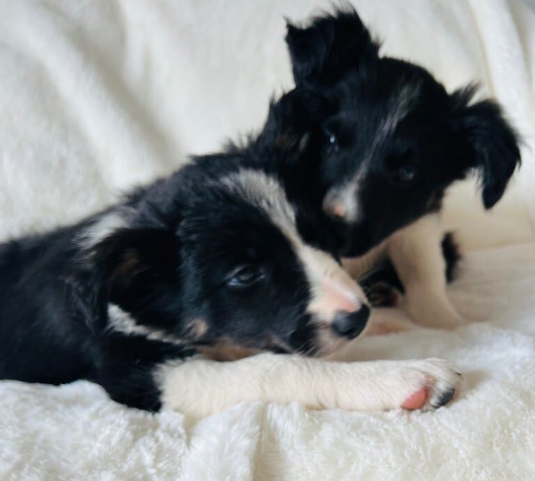 K C Registered beautiful Border Collie puppies for sale in Belper, Derbyshire | Image 2
