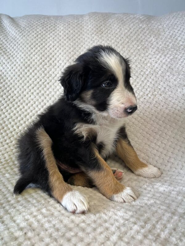 K C Registered beautiful Border Collie puppies for sale in Belper, Derbyshire | Image 3