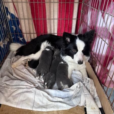 KC Reg Border Collie & Husky cross puppies for sale in Sompting, West Sussex - Image 1