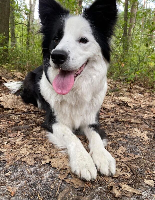 Kennel Club DNA tested Champions line Border Collie for sale in Leeds, West Yorkshire | Image 3