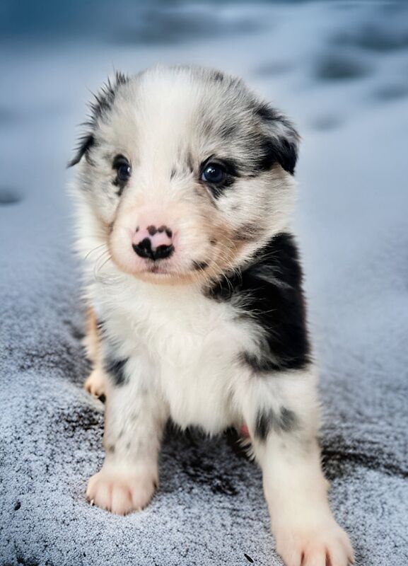 Kennel Club DNA tested Champions line Border Collie for sale in Leeds, West Yorkshire | Image 4