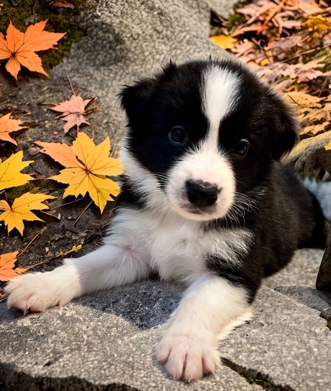Border Collie puppies for sale in Leeds, West Yorkshire – KC registered, 8 months old - Image 6 of 15