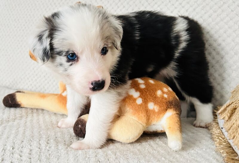 Border Collie puppies for sale in Leeds, West Yorkshire – KC registered, 8 months old - Image 7 of 15