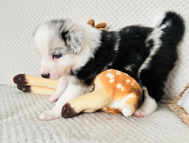 Border Collie puppies for sale in Leeds, West Yorkshire – KC registered, 8 months old - Image 8 of 15